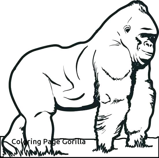 550x547 Gorilla Coloring Page Awesome Gorilla Coloring Page Goodnight