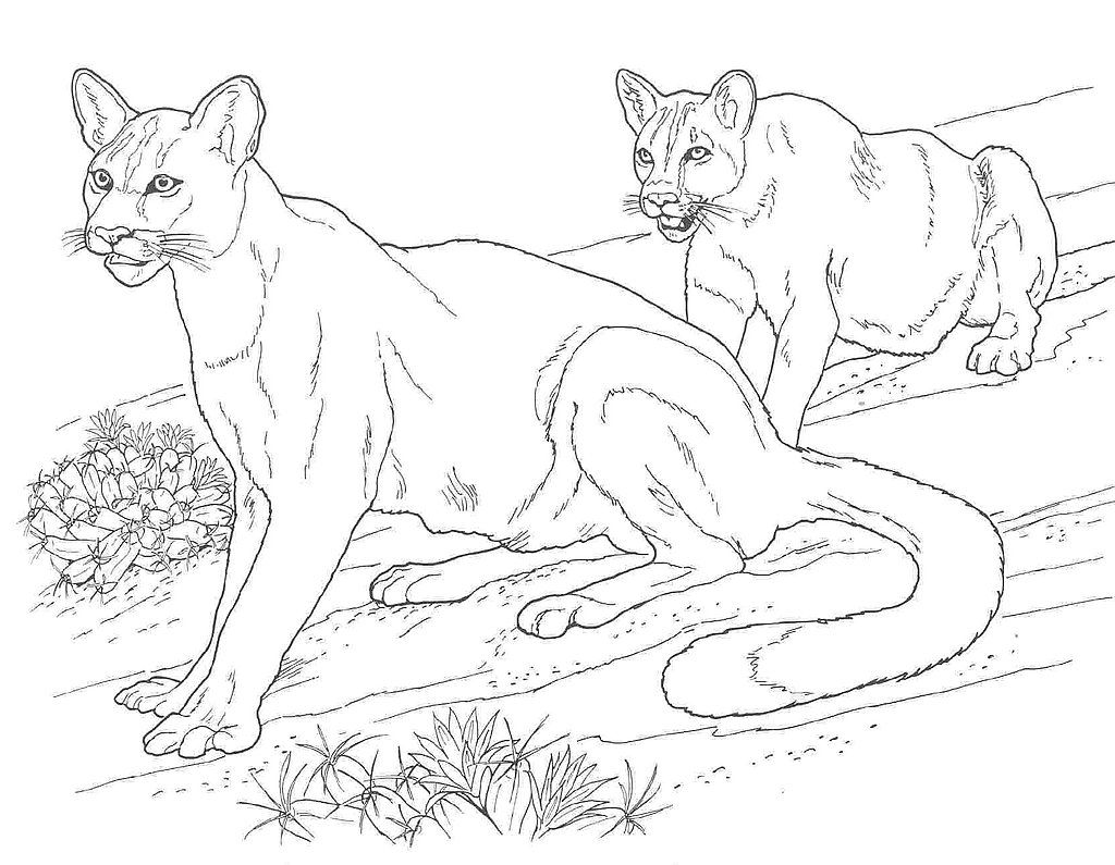 1024x795 Puma And Cougar Coloring Pages, Printable Puma And Cougar Coloring