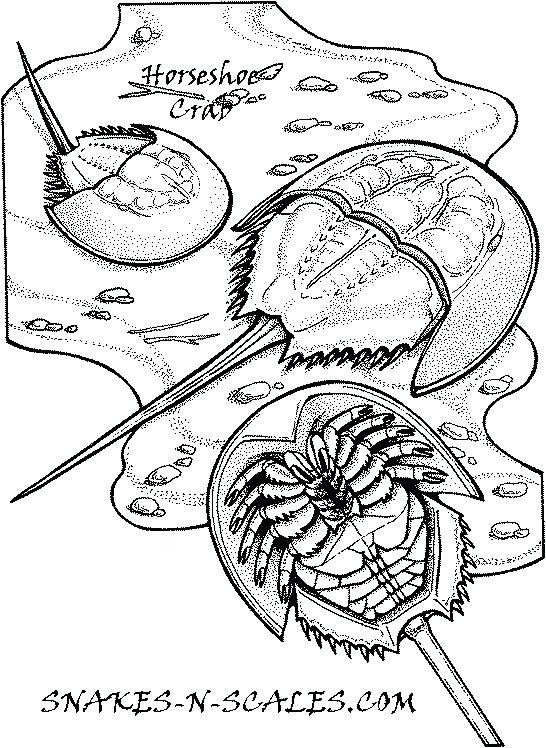 Horseshoe Crabs Coloring Page Snakes N Scales Snakes N Scales Mr 546x748 Horseshoe Crabs Coloring Page Snakes N Scales Snakes N Scales Mr