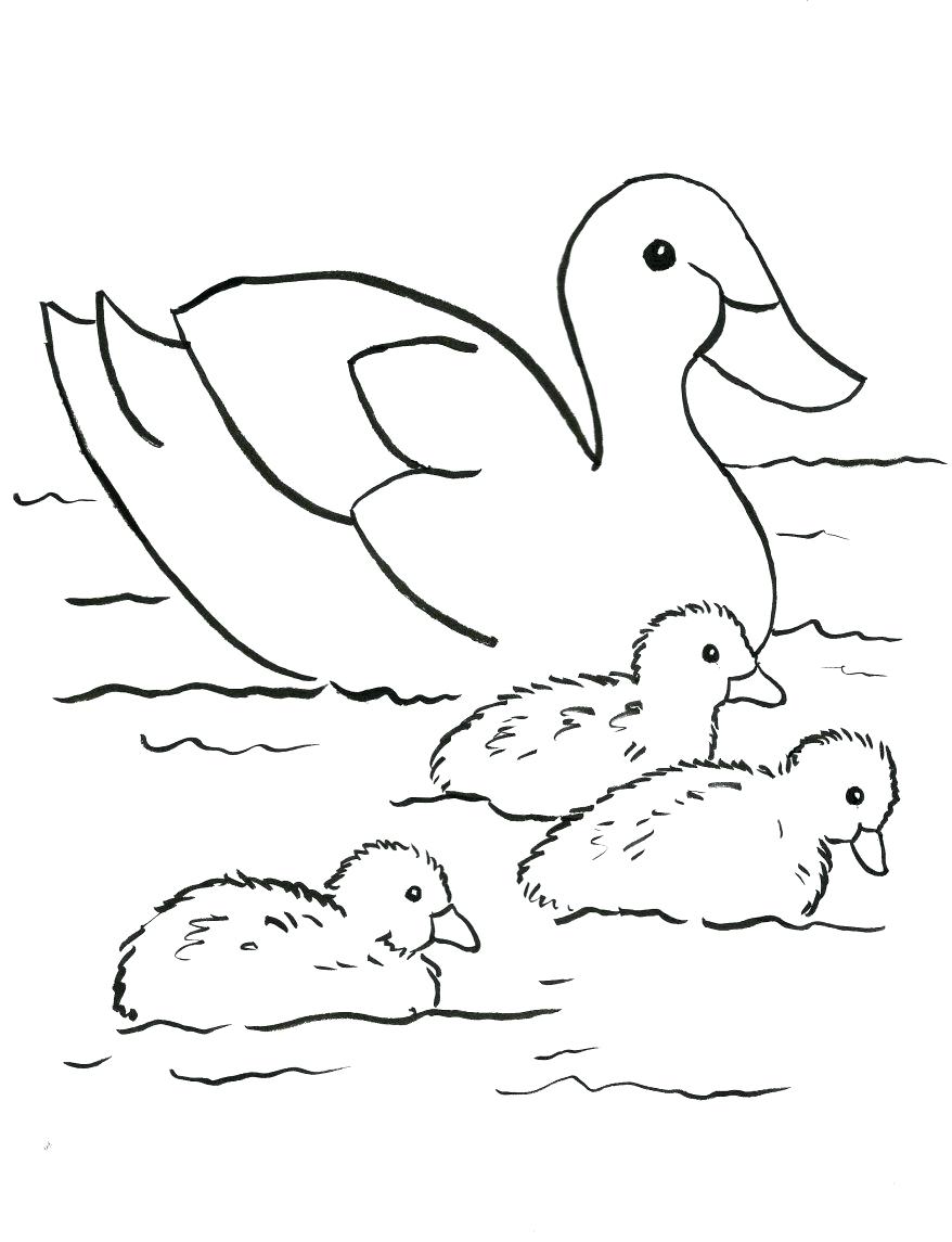 Coloring Pages ~ Crab Coloring Pages Downloads Ducks In 878x1145 Coloring Pages ~ Crab Coloring Pages Downloads Ducks In