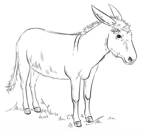 480x442 Donkey Coloring Page Sunday School Ideas Donkey