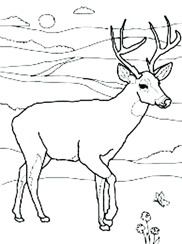 600x801 Baby Deer Coloring Baby Deer Coloring Pages Baby Deer Coloring