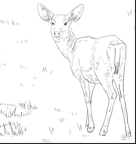 473x500 Baby Deer Coloring Pages Coloring Pages Deer Coloring Page