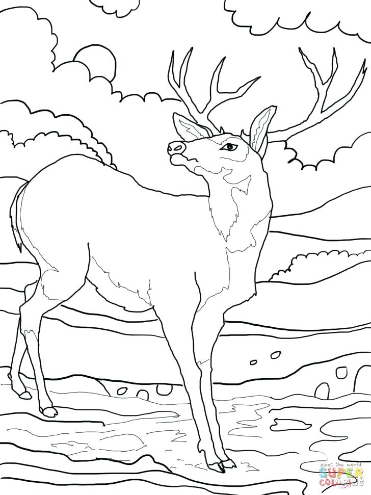 728x971 Red Deer Coloring Pages Download And Print For Free Red Deer