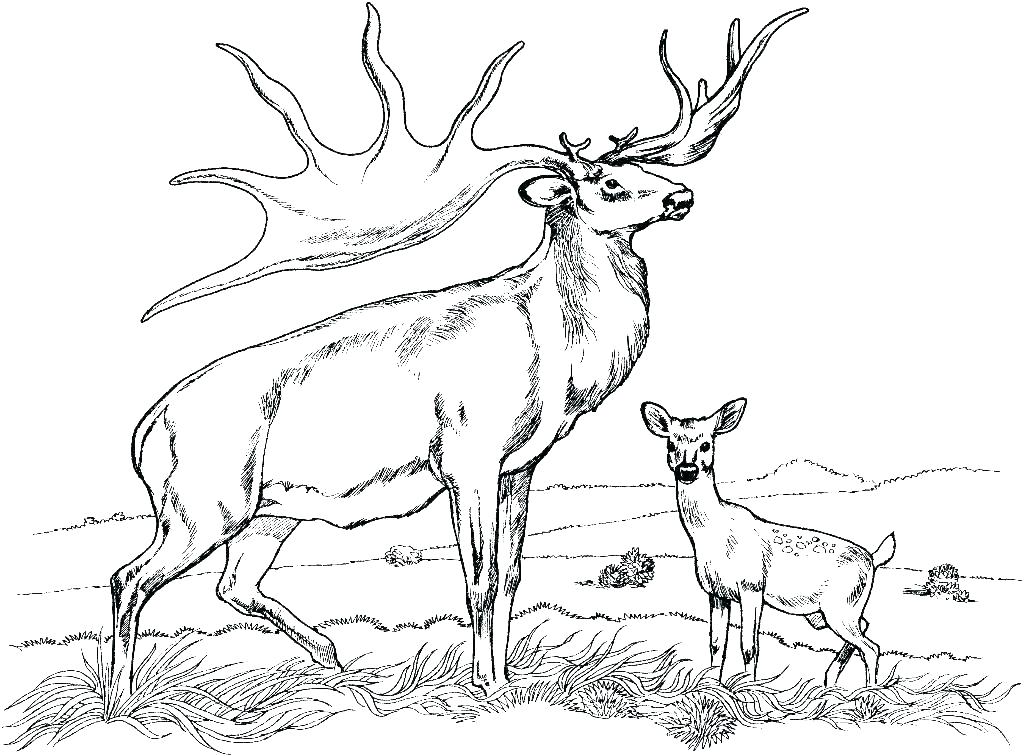 1024x756 Whitetail Deer Coloring Pages Deer Coloring Pictures To Print Free