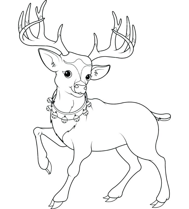 728x807 Baby Deer Coloring Sheets Printable Coloring White Tailed Deer