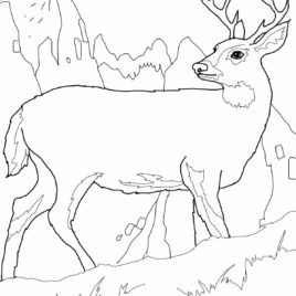Desert Animals Coloring Pages Mule Deer Coloring Drawing Deer 268x268 Desert Animals Coloring Pages Mule Deer Coloring Drawing Deer