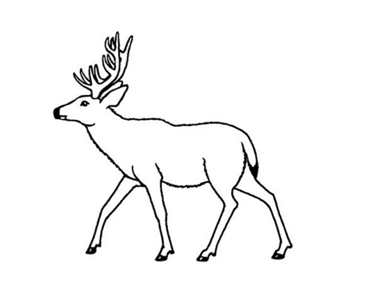 Mule Deer Coloring Page Amp Coloring Book 530x407 Mule Deer Coloring Page Amp Coloring Book