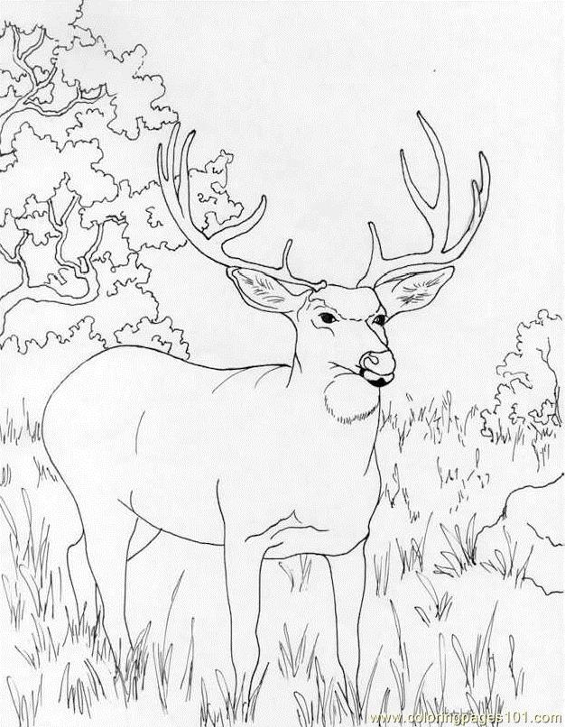 Muledeer Coloring Page 626x806 Muledeer Coloring Page