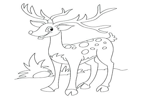 New Deer Hunting Coloring Pages For My Deer Coloring Page Deer New 476x333 New Deer Hunting Coloring Pages For My Deer Coloring Page Deer New