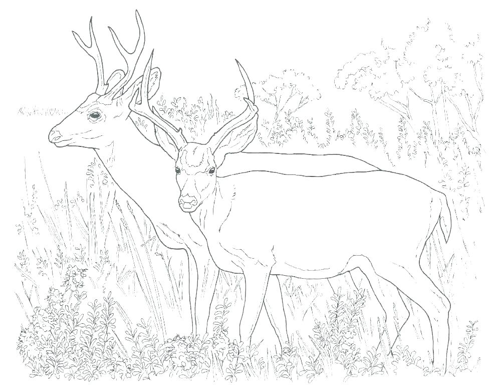 Whitetail Deer Coloring Pages Deer Coloring Page Whitetail Deer 986x768 Whitetail Deer Coloring Pages Deer Coloring Page Whitetail Deer