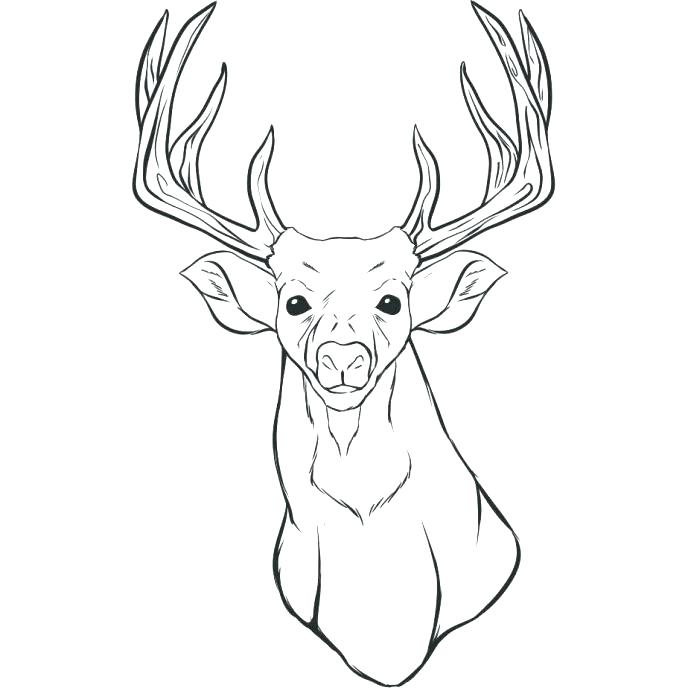 Deer Coloring Sheets Botcompass.co 688x688 Deer Coloring Sheets Botcompass.co