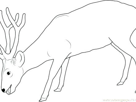 Buck Coloring Pages Deer Coloring Sheets Baby Deer Coloring Pages 440x330 Buck Coloring Pages Deer Coloring Sheets Baby Deer Coloring Pages