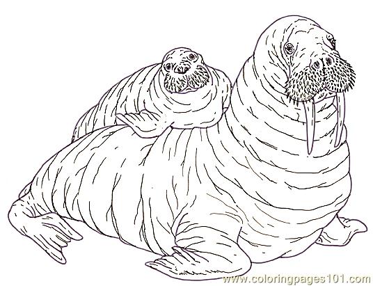 536x411 Mural Tsb Walrus Mother And Pup Reverse Coloring Page