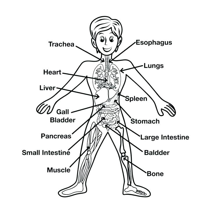 Human Body Coloring Pages Human Body Coloring Page Pages Download 736x736 Human Body Coloring Pages Human Body Coloring Page Pages Download