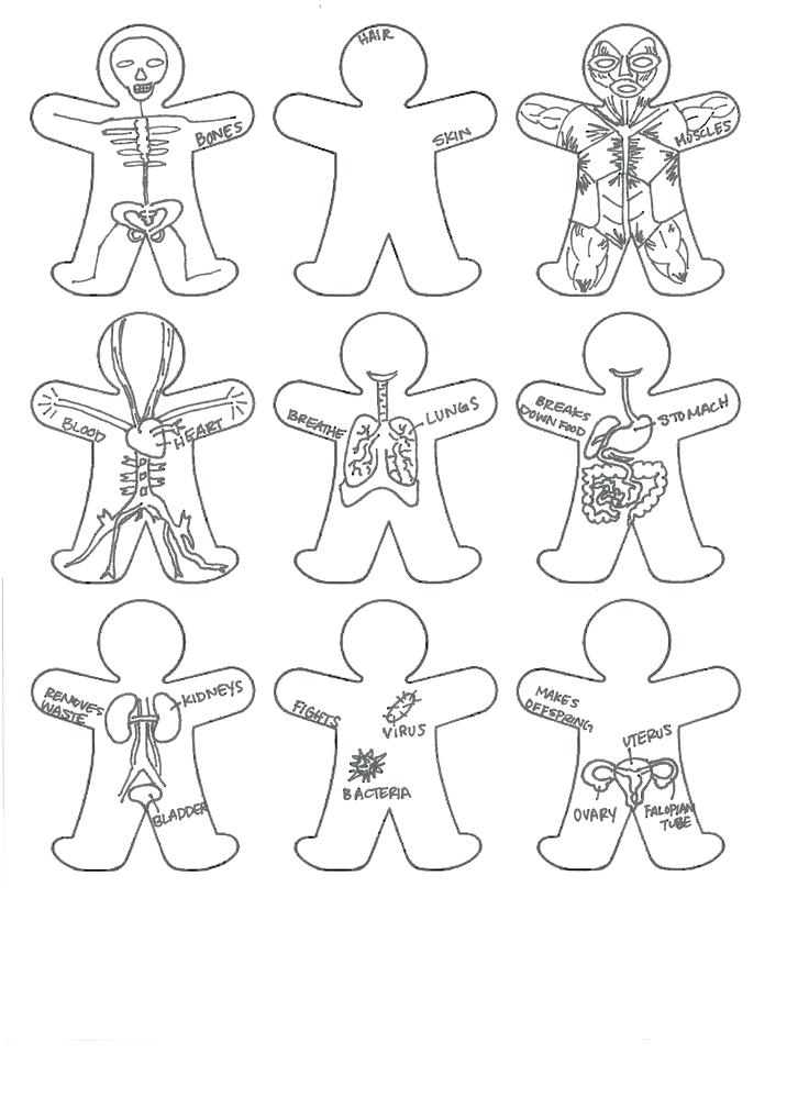 7 Human Body Systems Google Search Wedding Ideas 7 Human Body 736x1009 7 Human Body Systems Google Search Wedding Ideas 7 Human Body