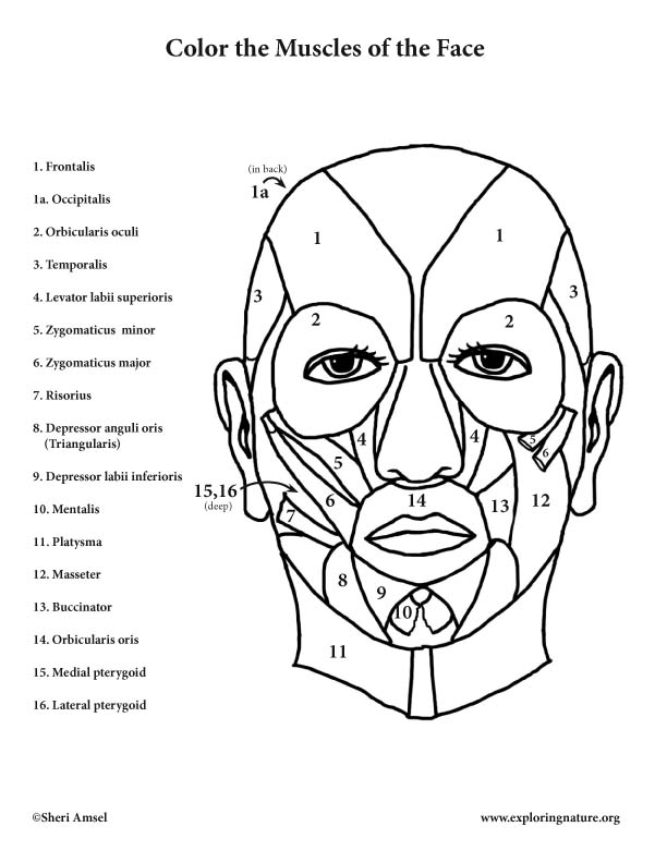 Muscles Of The Face Coloring Page 612x792 Muscles Of The Face Coloring Page