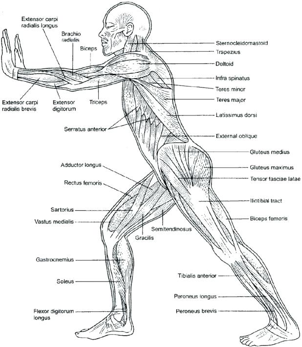 Muscular System Coloring Pages Anatomy Practice Worksheets Muscles 618x710 Muscular System Coloring Pages Anatomy Practice Worksheets Muscles