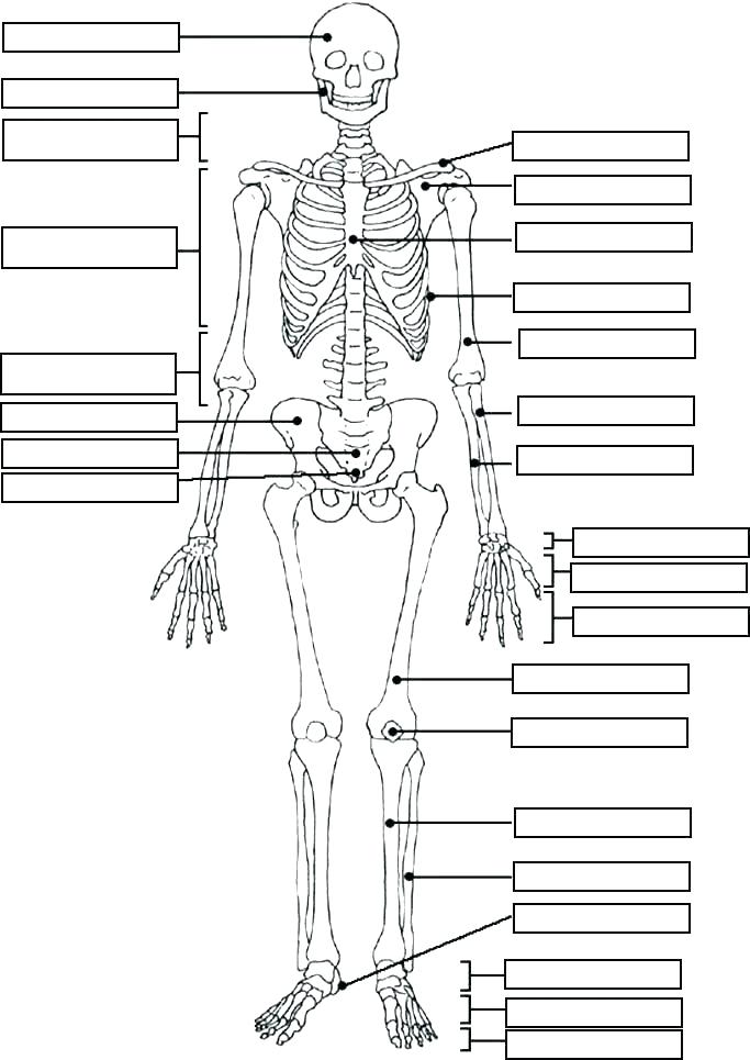 Anatomy Coloring Book Muscle Coloring Pages Anatomy Muscle 683x965 Anatomy Coloring Book Muscle Coloring Pages Anatomy Muscle