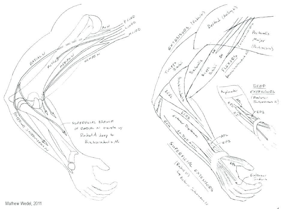 Muscular System Coloring Pages 940x699 Muscular System Coloring Pages