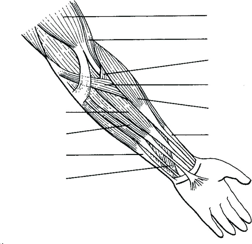 Anatomy Muscle Coloring Pages Anatomy Coloring Pages Muscles 863x838 Anatomy Muscle Coloring Pages Anatomy Coloring Pages Muscles