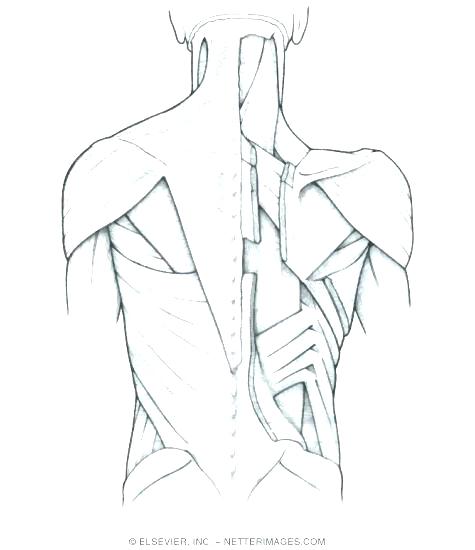 Cat Muscles Coloring Pages Kids Coloring Muscle Anatomy Coloring 475x550 Cat Muscles Coloring Pages Kids Coloring Muscle Anatomy Coloring