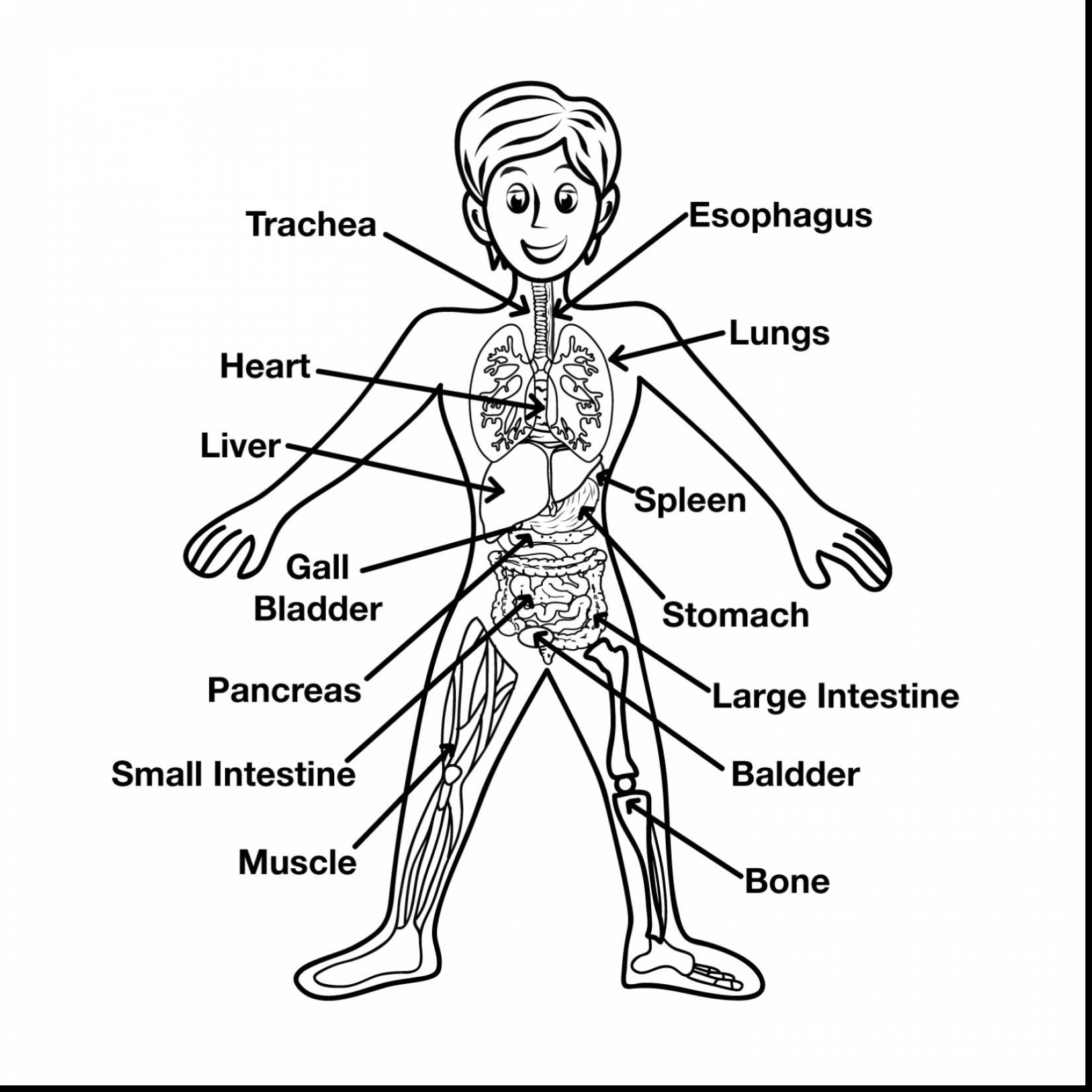 1650x1650 The Best Anatomy Coloring Muscles Muscular System Pict For Page