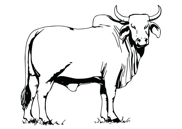 Ox Coloring Page Ox Coloring Page Coloring Page Bull Year 750x531 Ox Coloring Page Ox Coloring Page Coloring Page Bull Year