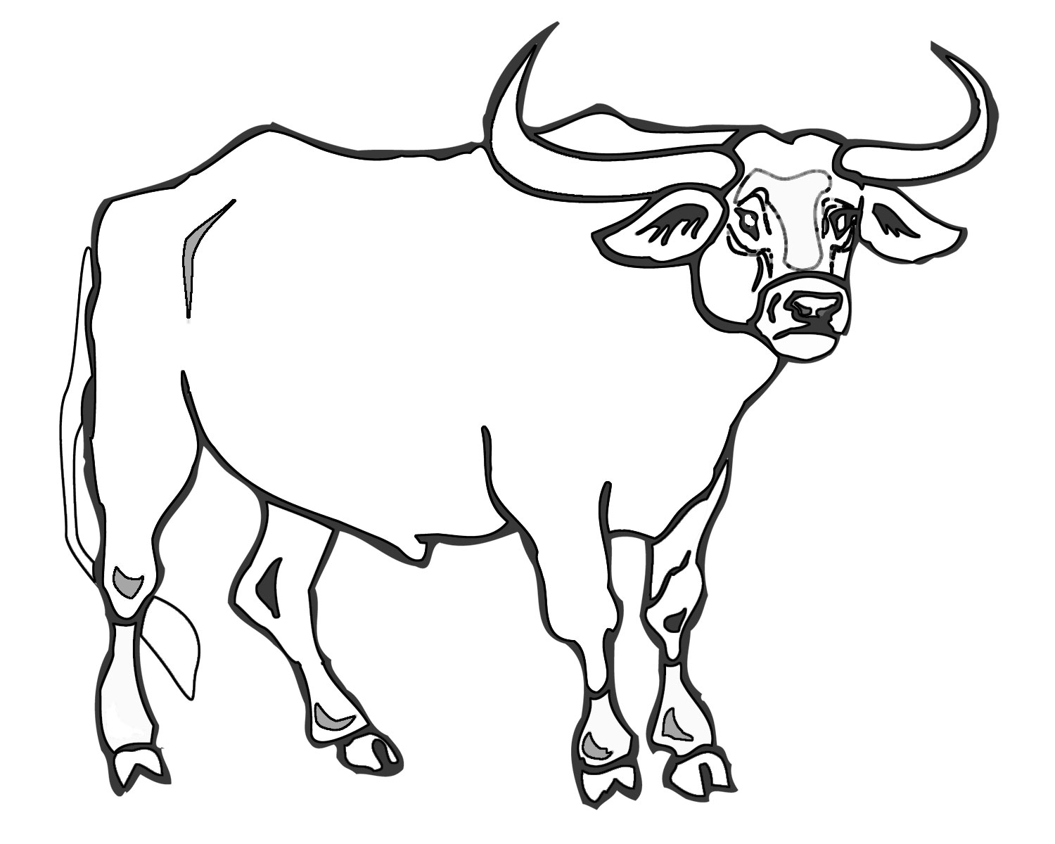 Ox Coloring Pages 1500x1200 Ox Coloring Pages