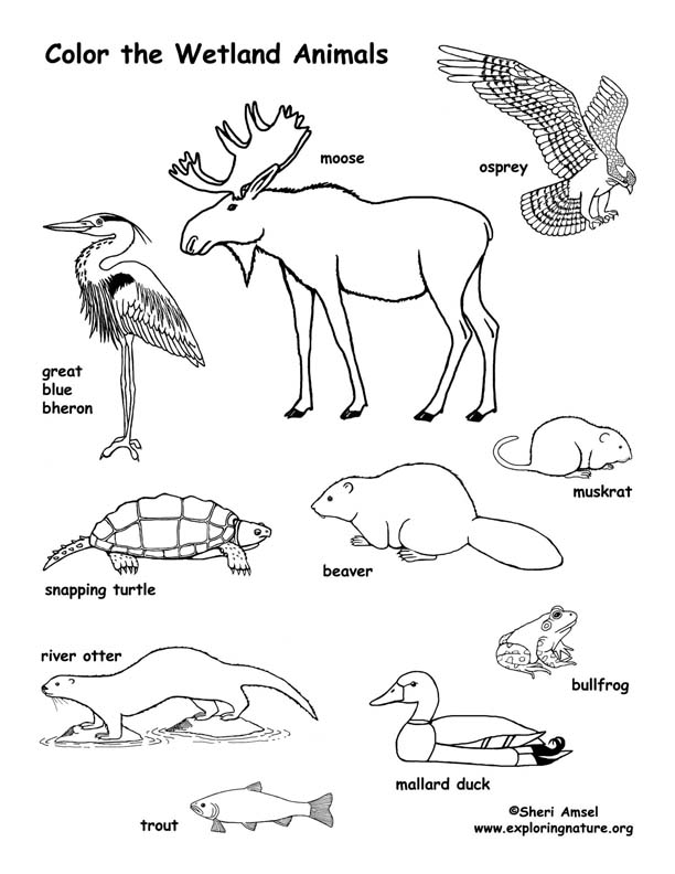 612x792 Wetland Animals Coloring Page
