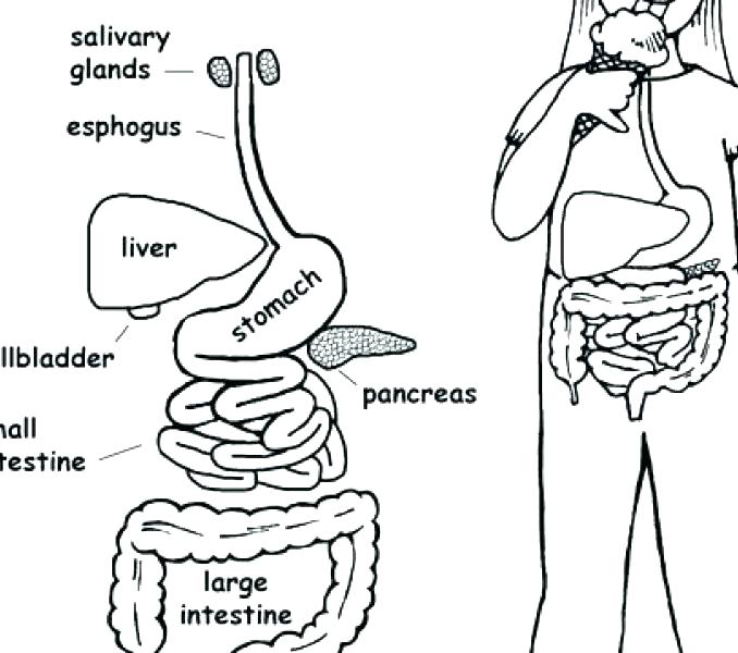 678x600 Body Coloring Pages Good Human Body Coloring Page Image Pages