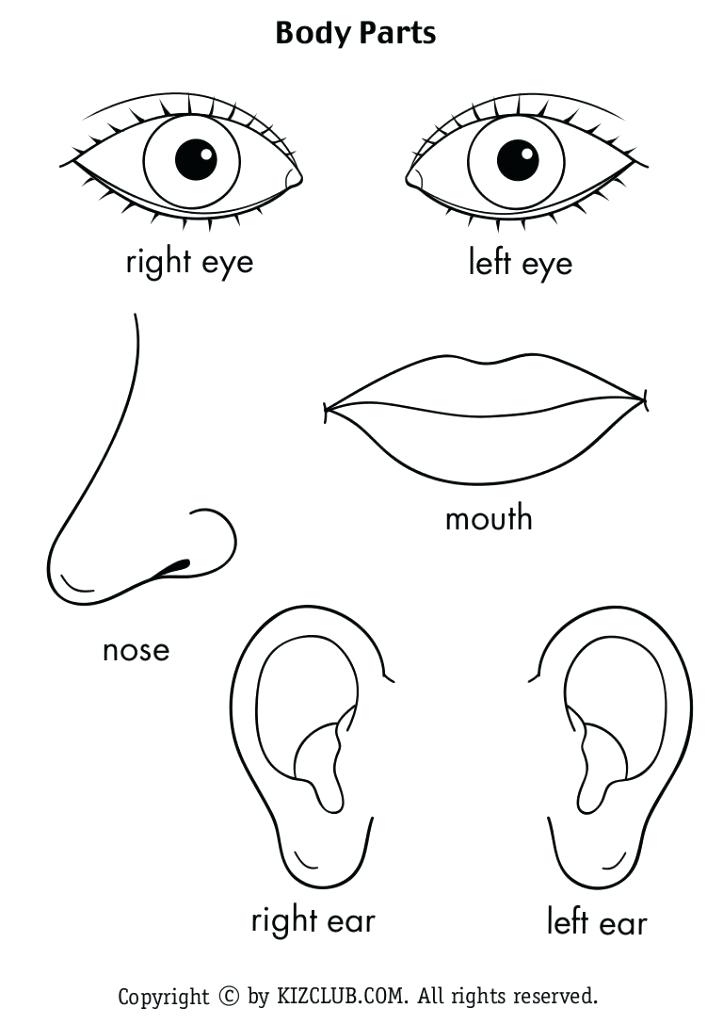 723x1024 Coloring Pages Face Parts Body Coloring Pages People Eyes Face