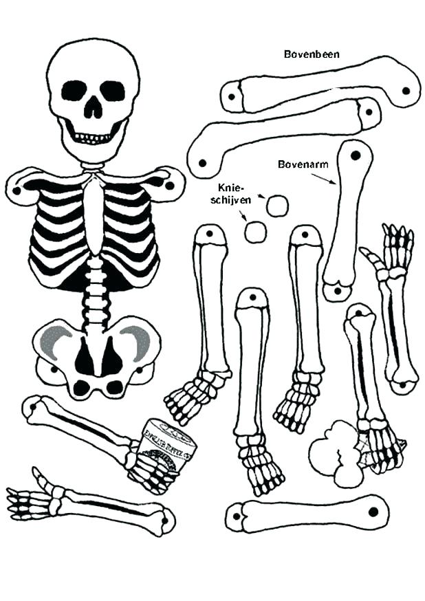 Human Body Coloring Pages Body Coloring Pages Cool Human Body 618x874 Human Body Coloring Pages Body Coloring Pages Cool Human Body