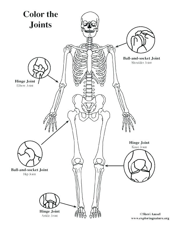 Parts Of The Body Coloring Pages For Preschool Coloring Page 612x792 Parts Of The Body Coloring Pages For Preschool Coloring Page