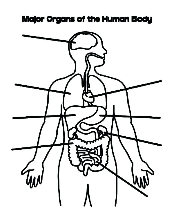 Body Coloring Page Major Organs Of The Human Body Coloring Pages 600x748 Body Coloring Page Major Organs Of The Human Body Coloring Pages