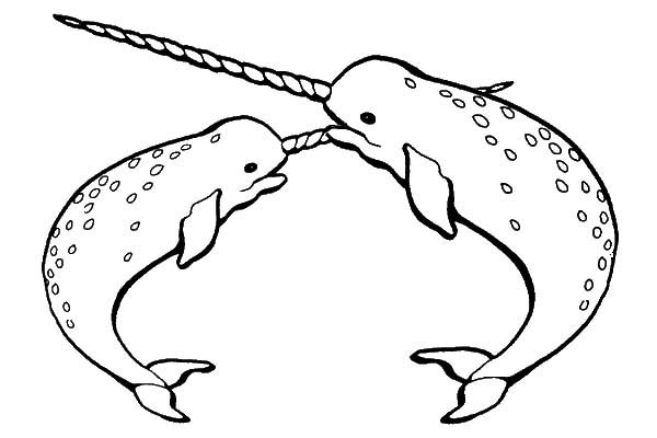 Narwhal Coloring Page Beautiful Free Coloring Pages Of Narwhals 600x400 Narwhal Coloring Page Beautiful Free Coloring Pages Of Narwhals