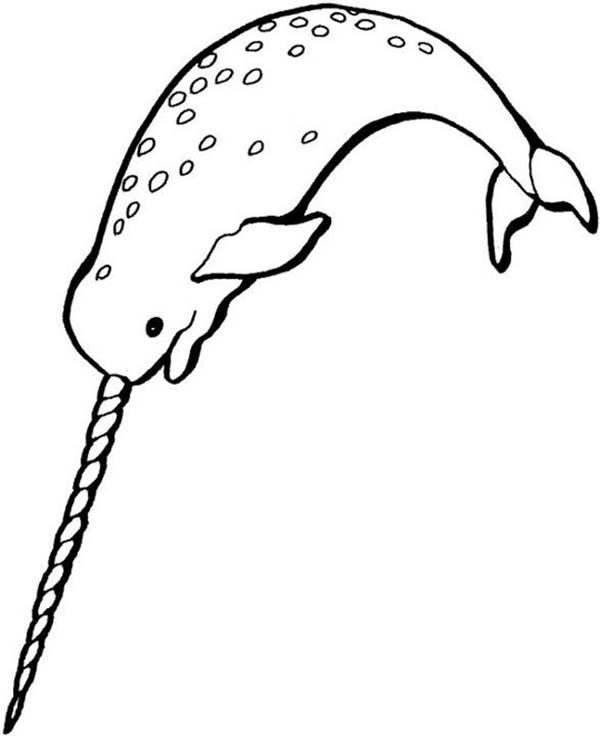 Related Image Narwhal 600x736 Related Image Narwhal