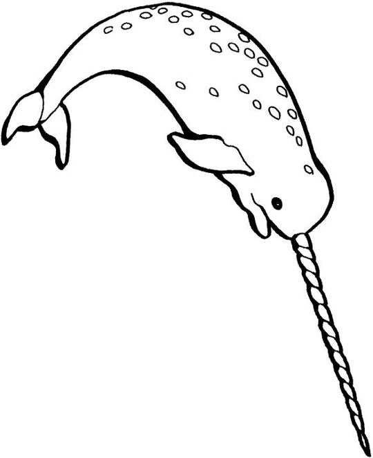 25 Narwhal Coloring Page Selection Free Coloring Pages 540x662 25 Narwhal Coloring Page Selection Free Coloring Pages