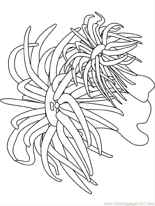 Sea Urchin Coloring Page Ocean Coloring Pages Coloring Pages Sea 650x866 Sea Urchin Coloring Page Ocean Coloring Pages Coloring Pages Sea