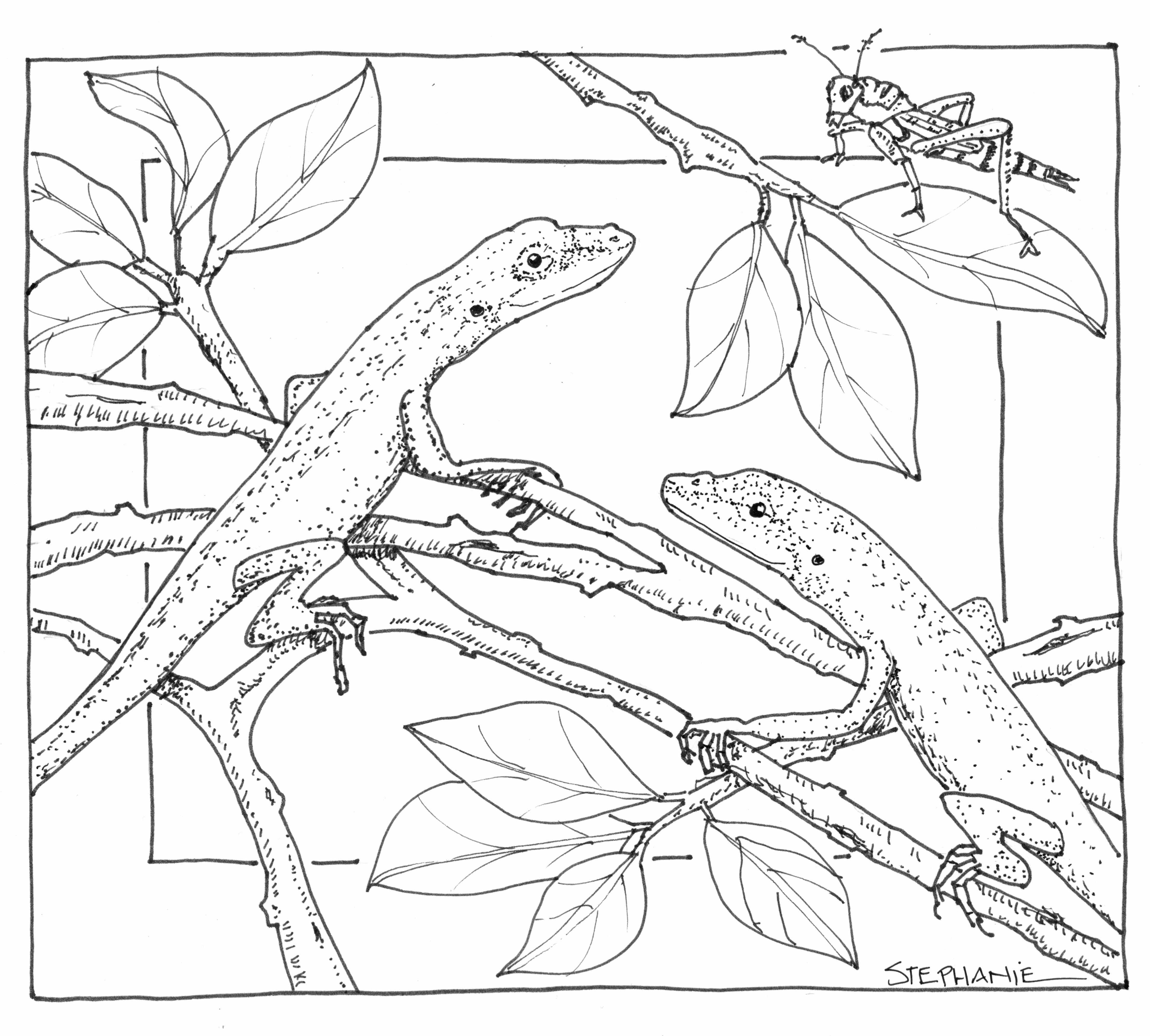 Green Anole In Wild Nature Coloring Pages 4436x3997 Green Anole In Wild Nature Coloring Pages