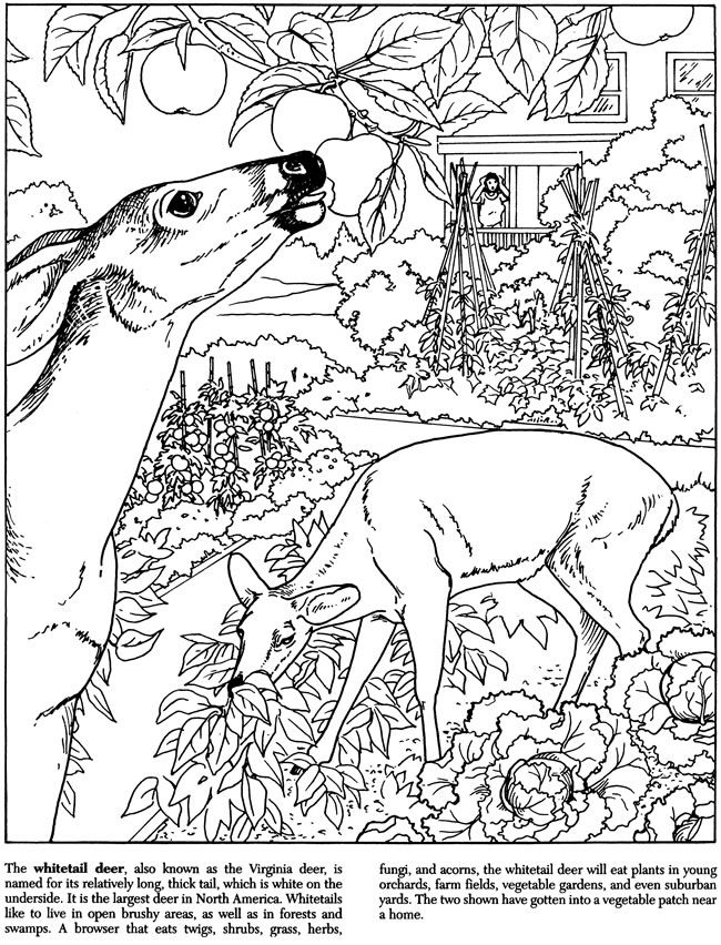 Deer Backyard Nature Coloring Pages Colouring Adult Detailed 650x852 Deer Backyard Nature Coloring Pages Colouring Adult Detailed