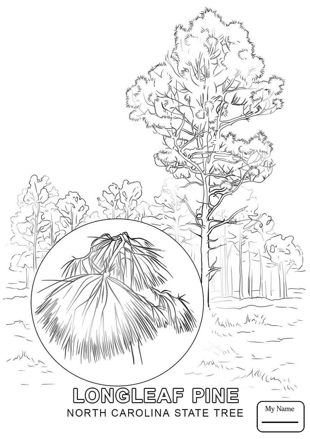 1040x1469 North Carolina State Flower Coloring Page