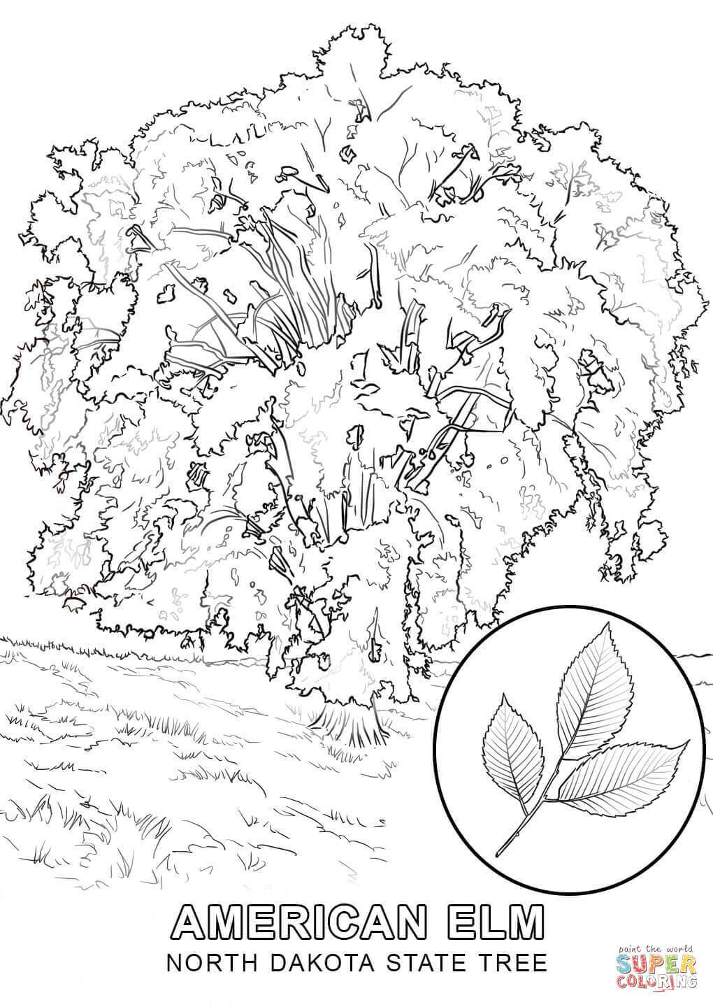 1020x1440 North Carolina State Tree Coloring Pages