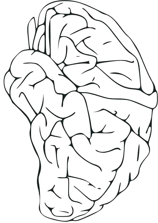 Nervous System Coloring Page at GetColorings.com | Free printable ...