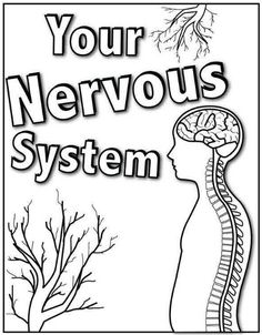 Central Nervous System Worksheet Coloring Page Nervous System 236x302 Central Nervous System Worksheet Coloring Page Nervous System