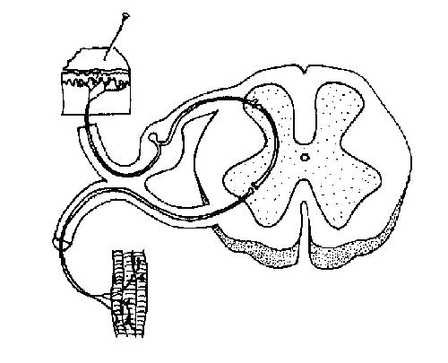Chapter 7 Nervous System Coloring Pages Printable Coloring 500x405 Chapter 7 Nervous System Coloring Pages Printable Coloring