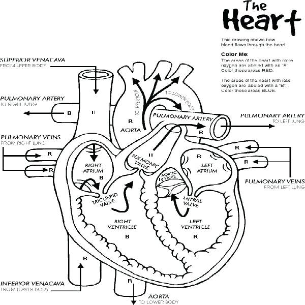 Heart Anatomy Coloring Pages Human Coloring Page Human Heart Free 600x600 Heart Anatomy Coloring Pages Human Coloring Page Human Heart Free