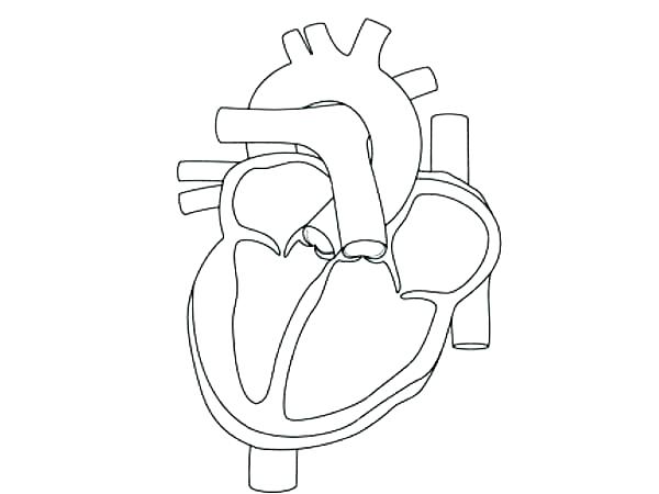 Nervous System Coloring Page at GetColorings.com | Free printable ...