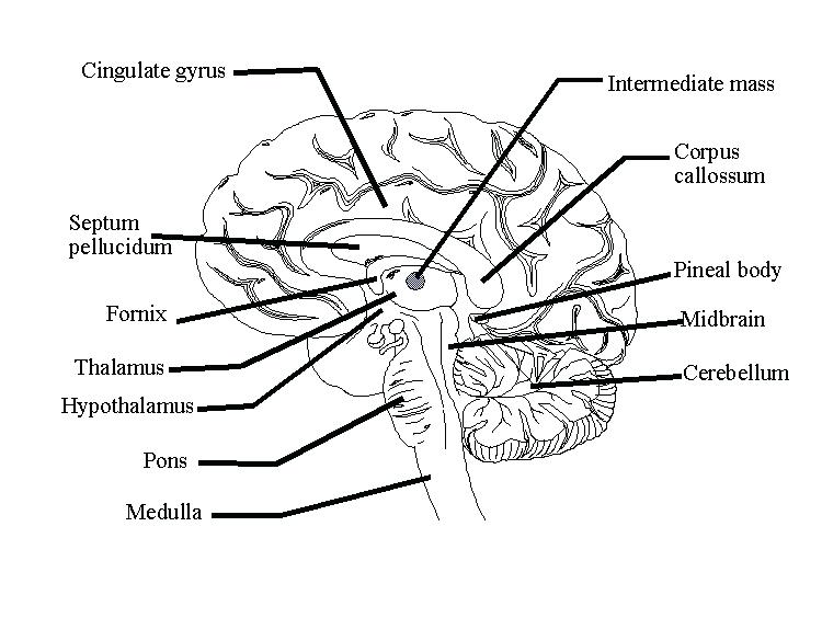 Nervous System Coloring Pages Horse Nervous System Central Nervous 750x564 Nervous System Coloring Pages Horse Nervous System Central Nervous