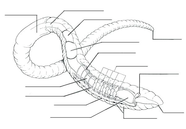 Nervous System Coloring Worksheet Anatomy Coloring Pages Earthworm 600x415 Nervous System Coloring Worksheet Anatomy Coloring Pages Earthworm